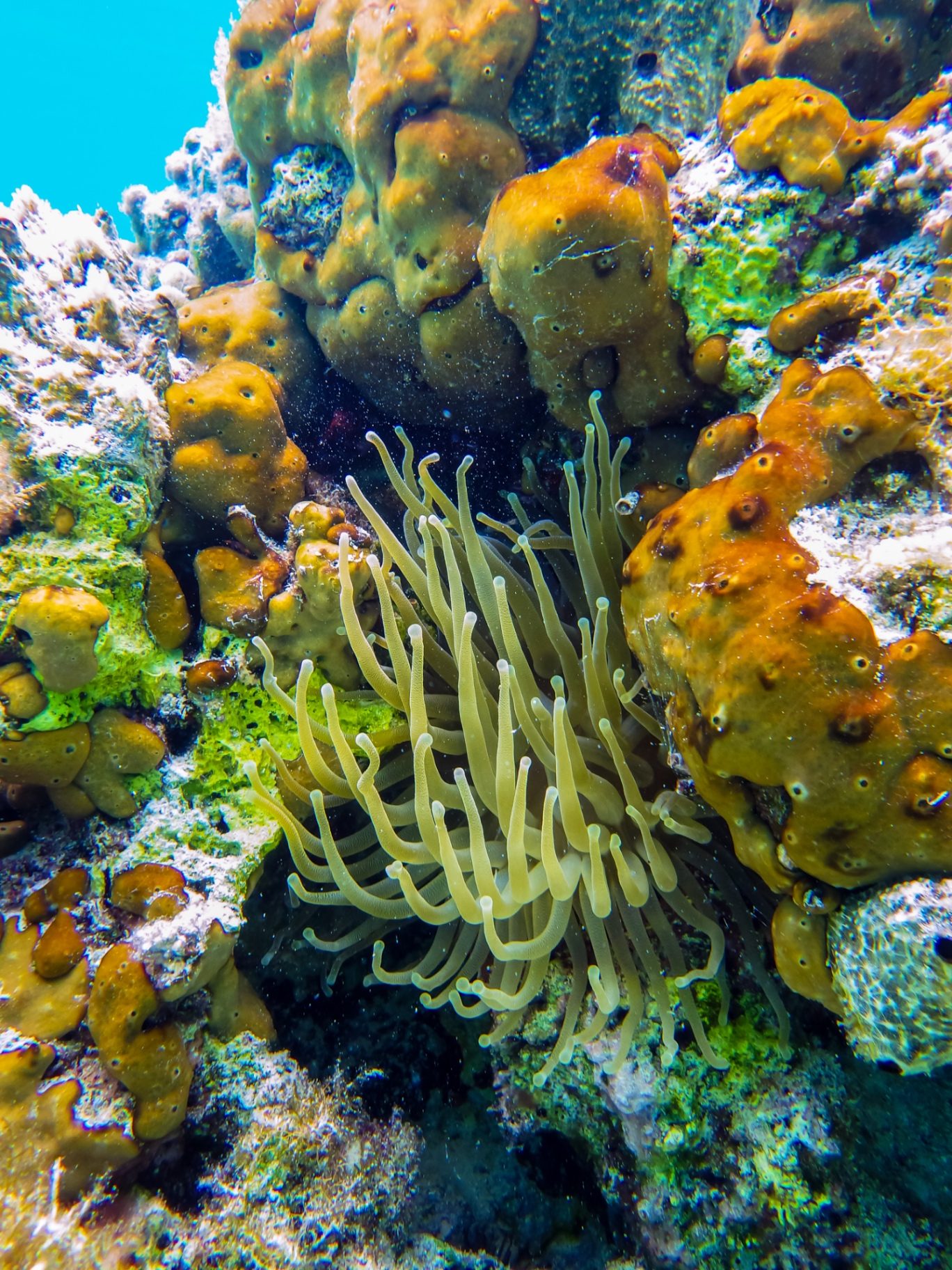 Giant sea anemone tucked into a coral reef