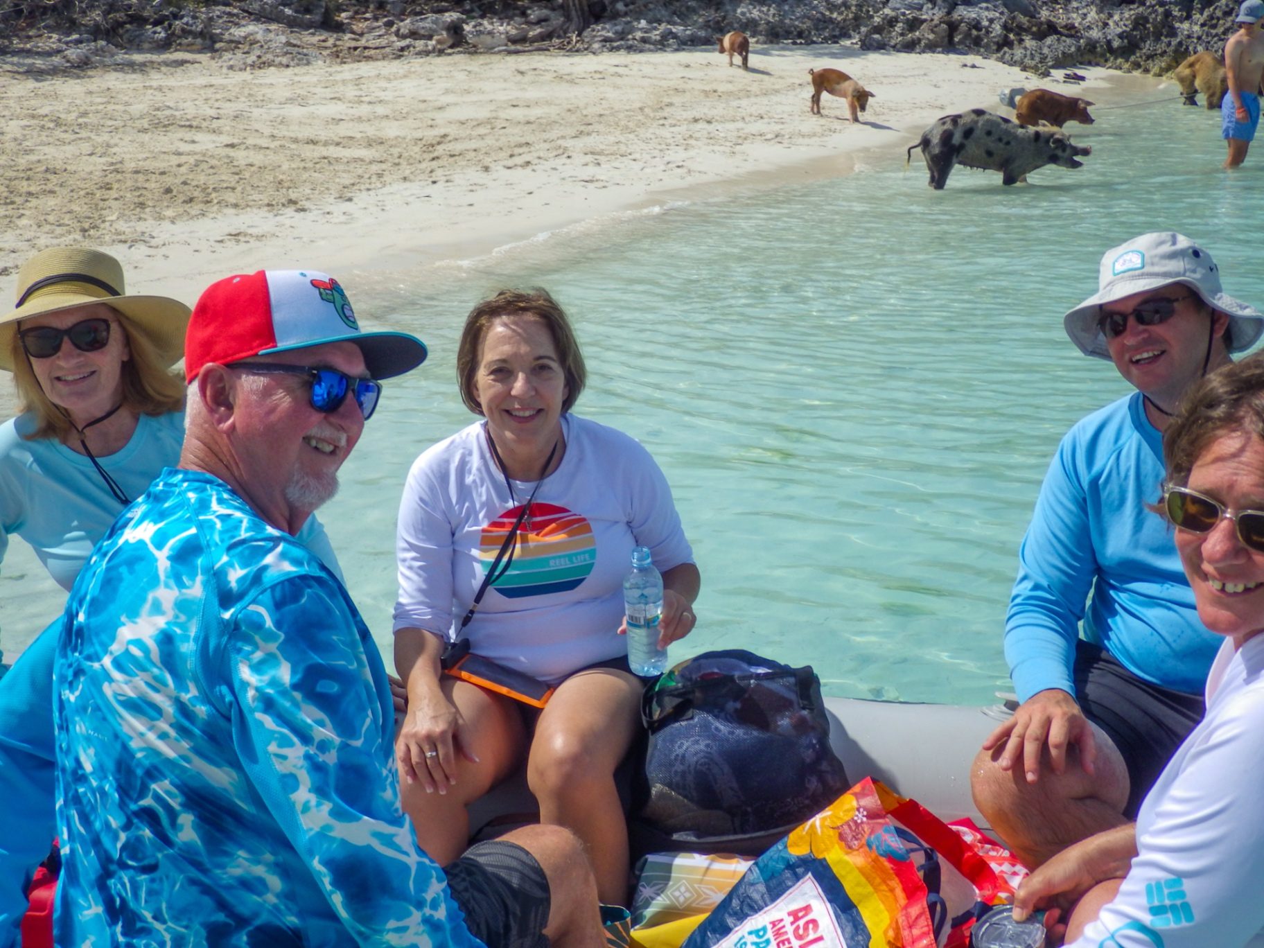 Guests on the beach with the famous swimming pigs of Exuma