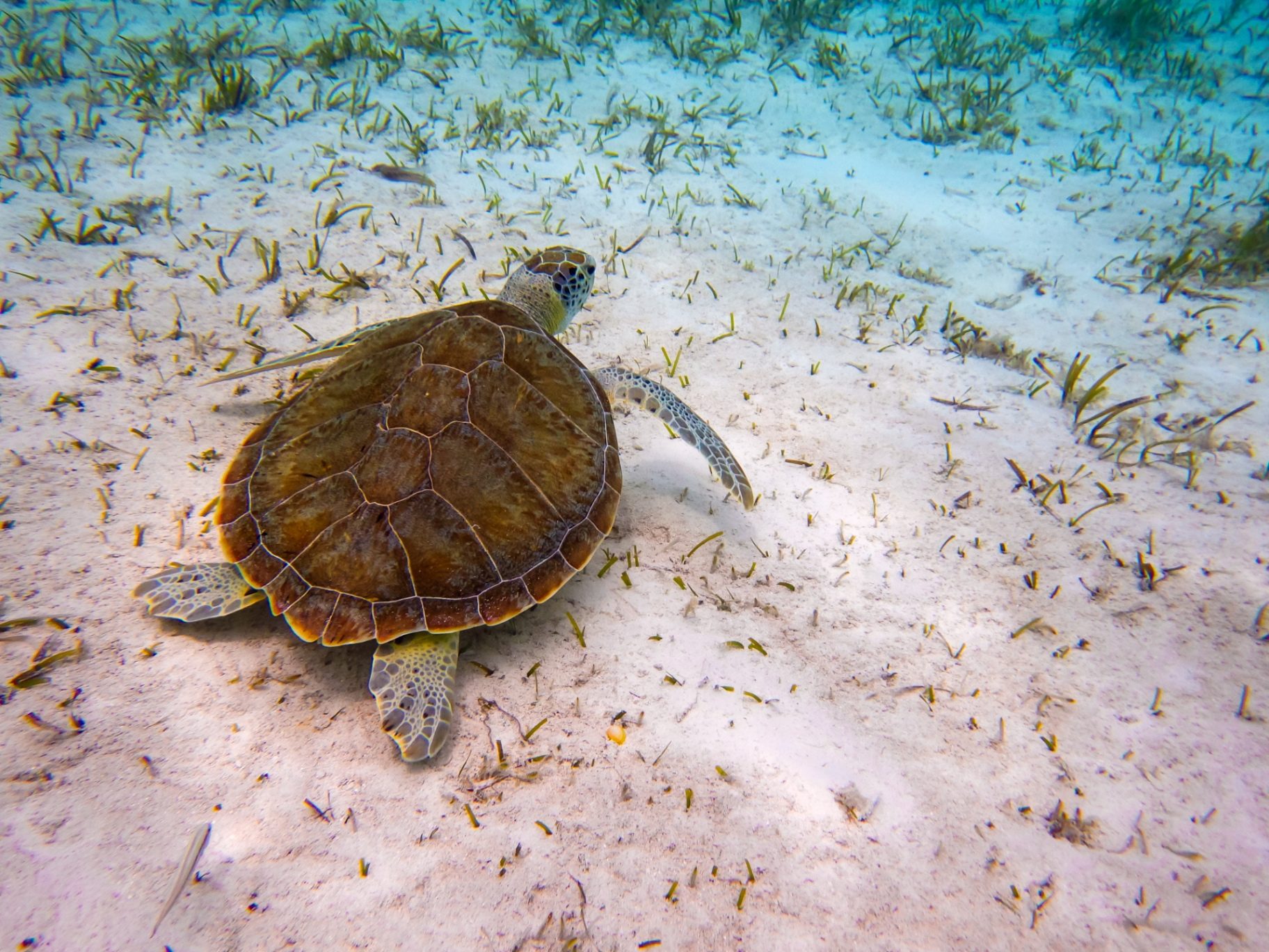 A green sea turtle gliding over a sandy seabed